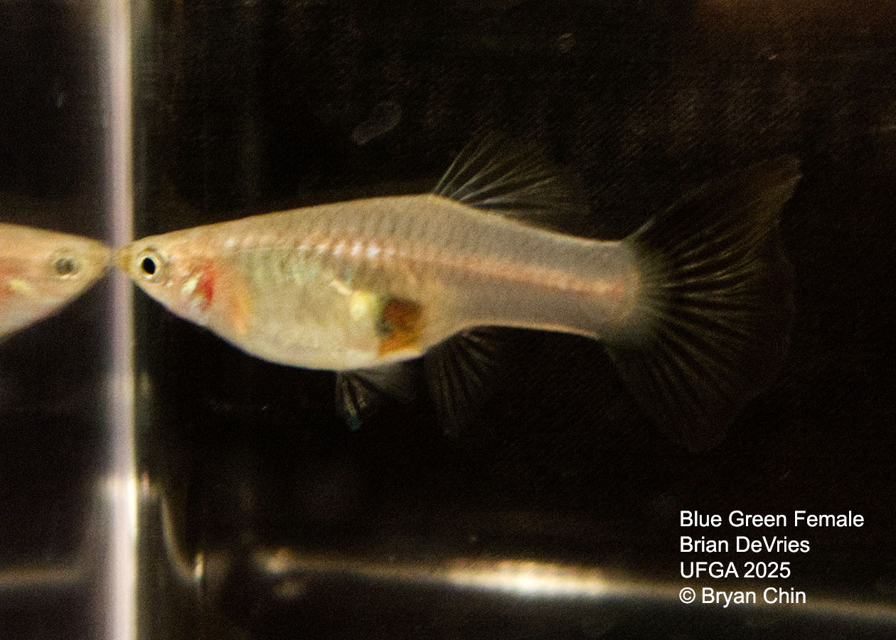 Guppy Female  Blue Green